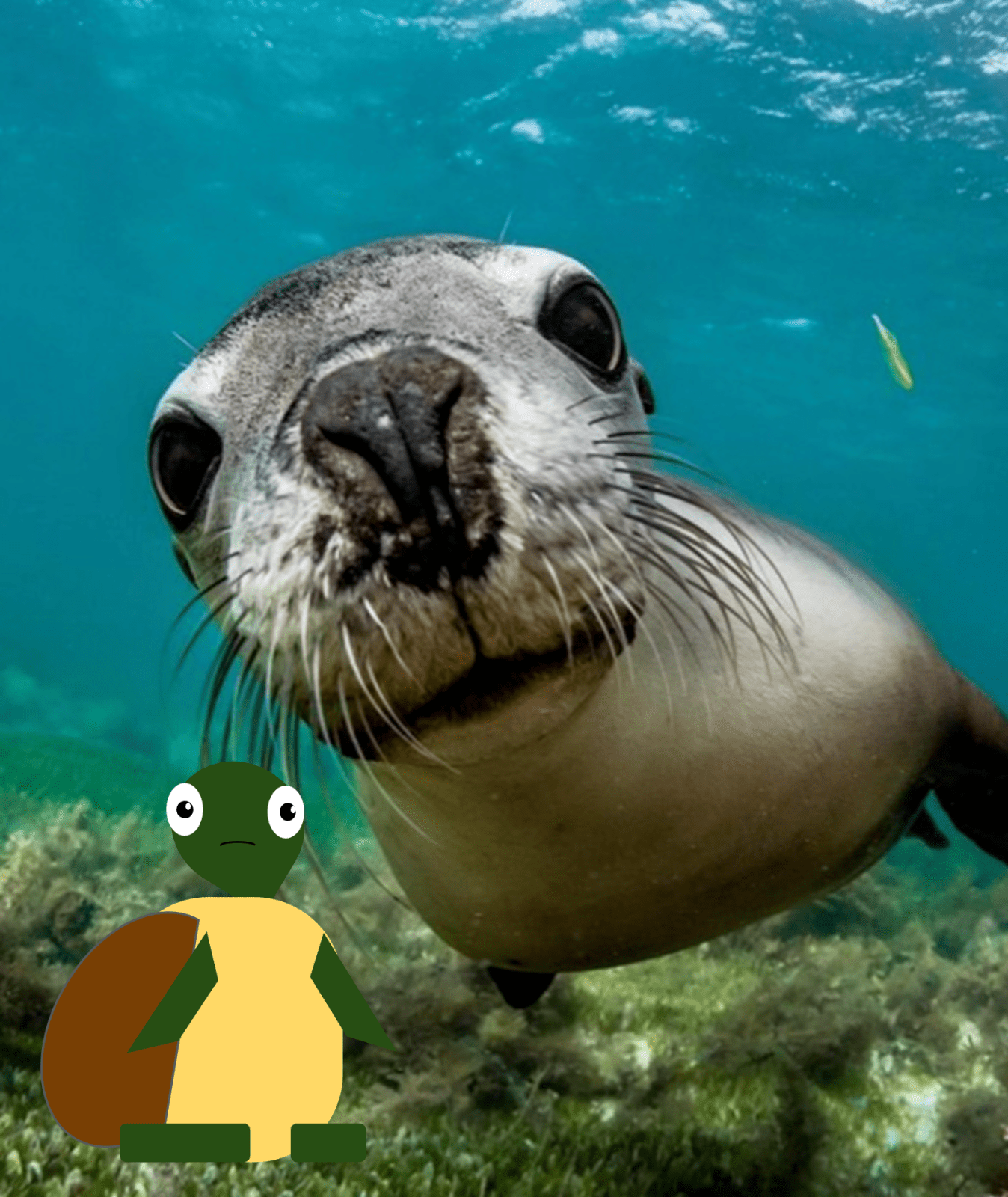 1. Les animaux marins